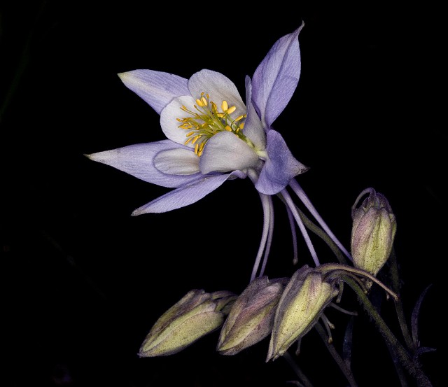 017Aquilegia caerulea 19-5415.jpg